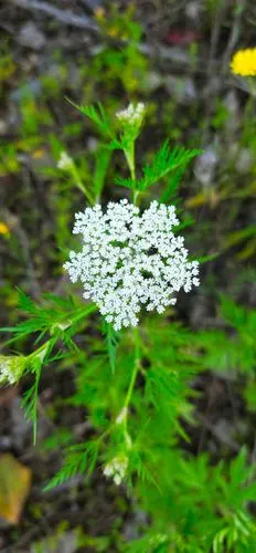 蛇床~长得朴实无华,治病样样有它#山东摄影家俱乐