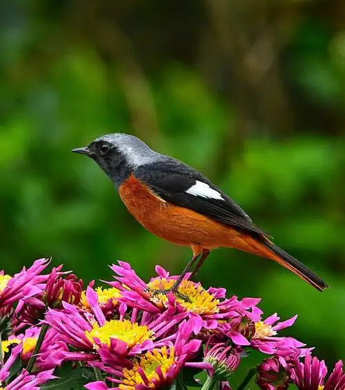 后花园鸟类品种【十二】北红尾鸲