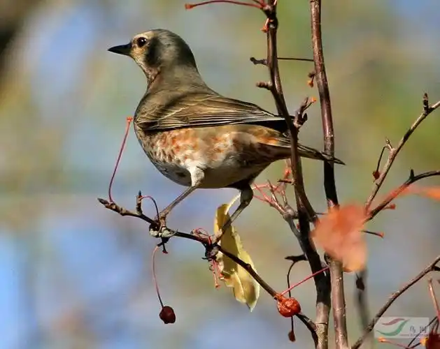 [原创]斑鸫(串鸡) - 第2页 - 鸣禽和攀禽 鸟网