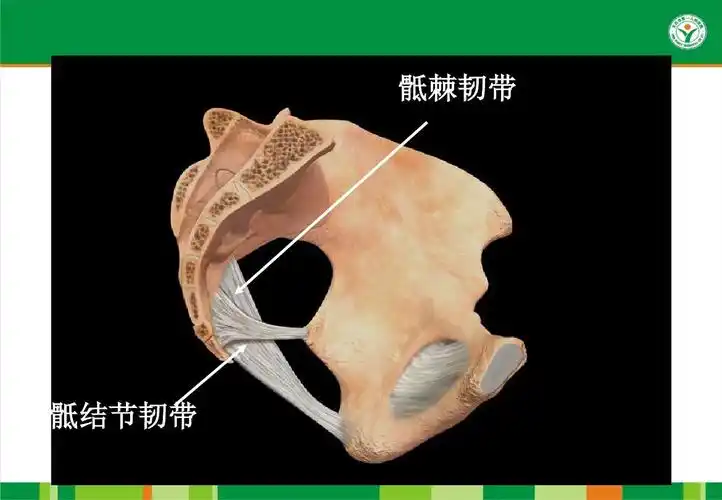 骶棘韧带 骶结节韧带
