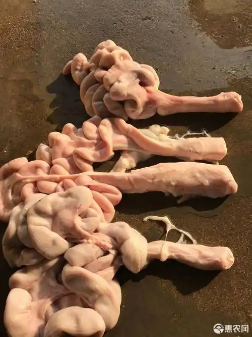猪副产品 批发冰鲜猪生肠,大小花