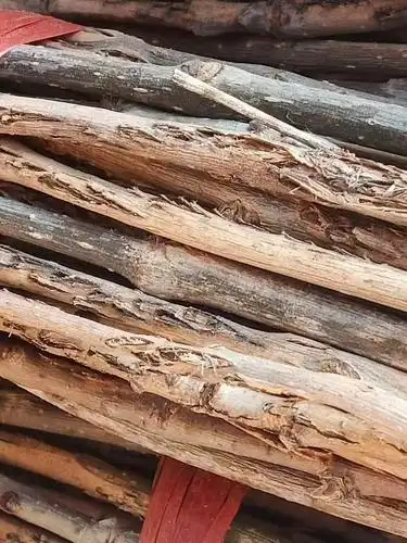 杨树金蝉卵枝宁陵金蝉卵枝条批发