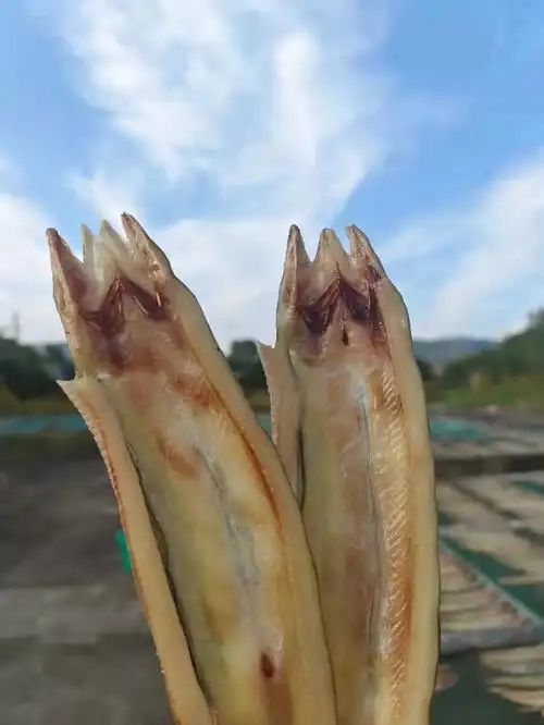 舟山的沙鳗鲞又叫油鳗七星鳗