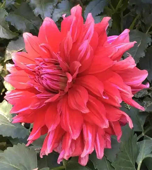 中山公园的大丽花