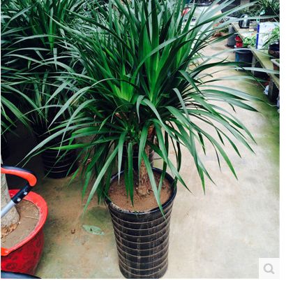 龙须铁 多头香龙血树 室内客厅大型植物盆景 盆栽花卉苗木 吸甲醛