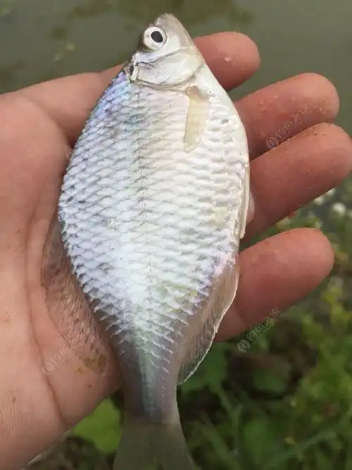 好大的黄皮:( - 钓鱼之家