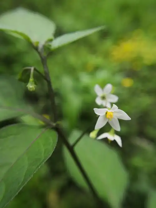 龙葵草又叫野海椒