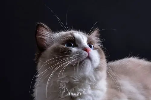 深圳宠物摄影--珀珀宠影工作室客片欣赏