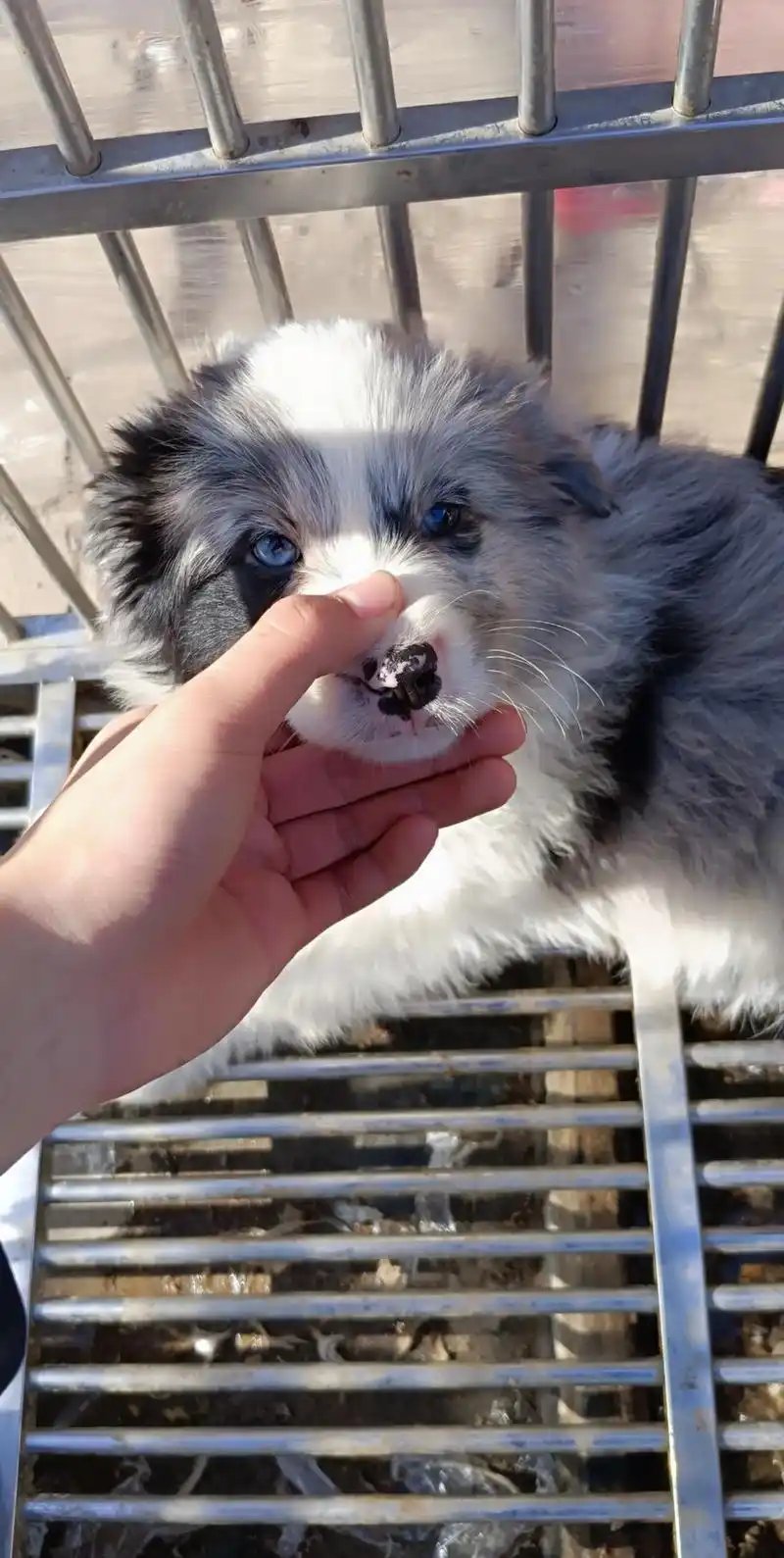 蓝眼睛的小陨石边牧,真的好像小公主呀#边境牧羊犬 - 抖音