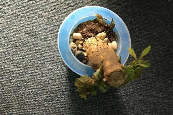 发财树树桩催芽方法