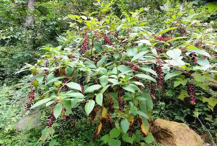 见肿消也叫野萝卜有人当人参售卖谋取暴利