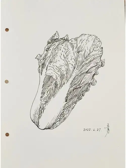 钢笔画大白菜