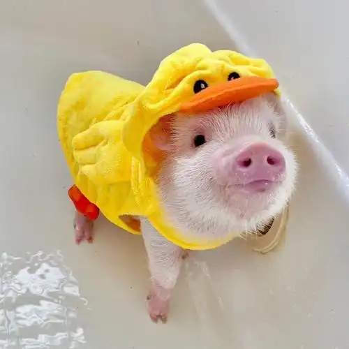 官方抖音号 @网易大神 下载大神 游戏圈 梦幻西游手游 向做一只猪