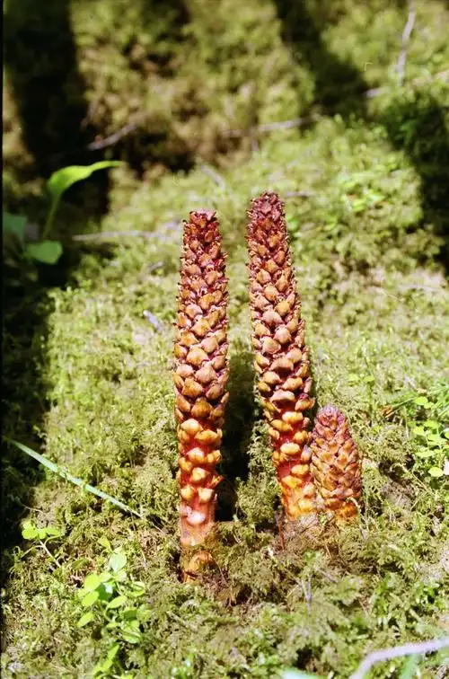 中国有九大仙草经典中药抗衰老