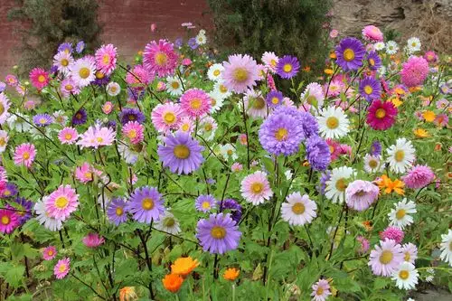 五颜六色的菊花