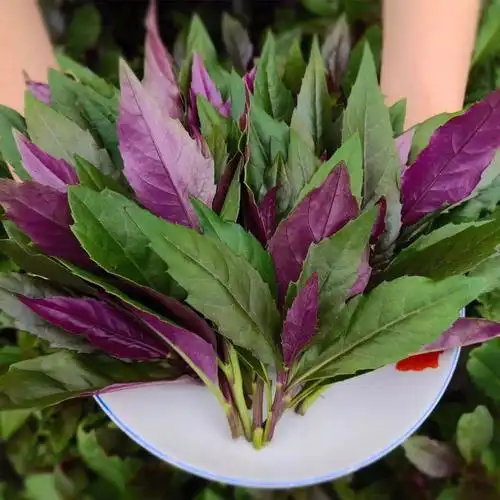 血皮菜四川新鲜紫背菜紫背天葵观音菜红背菜新鲜蔬菜2斤装