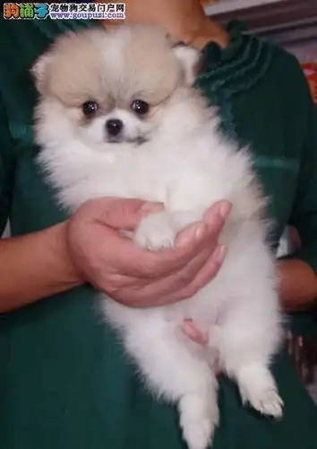 青海哪里有蝴蝶犬卖 青海蝴蝶犬多少钱 青海宠物狗狗