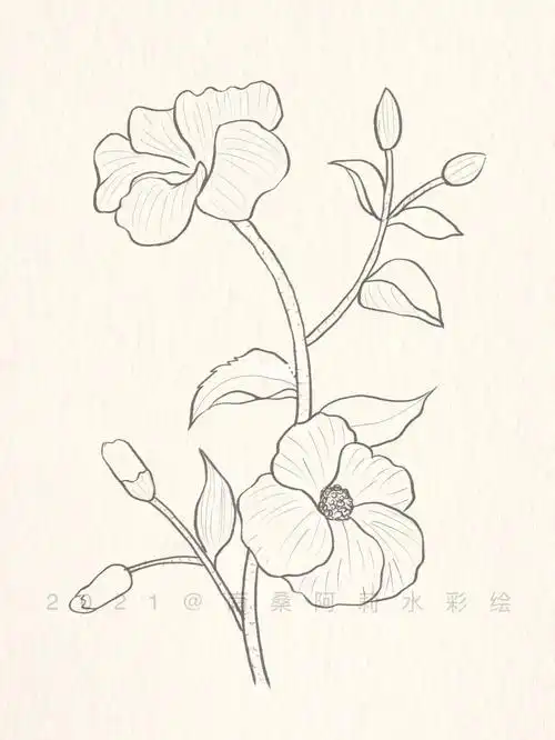 阿莉线稿:day 06_线稿_花卉_绘画_安全感_花卉线稿_兴趣爱好_绘画