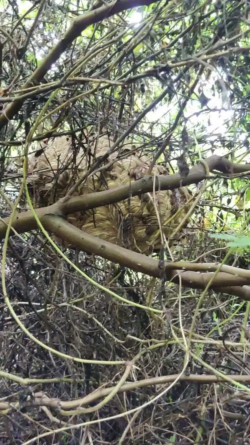 马蜂窝#大窝,虎头蜂泡酒没毛病