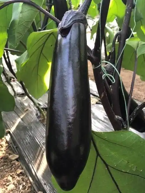 中国农业科学院寿光蔬菜研发中心研发出新型蔬菜品种