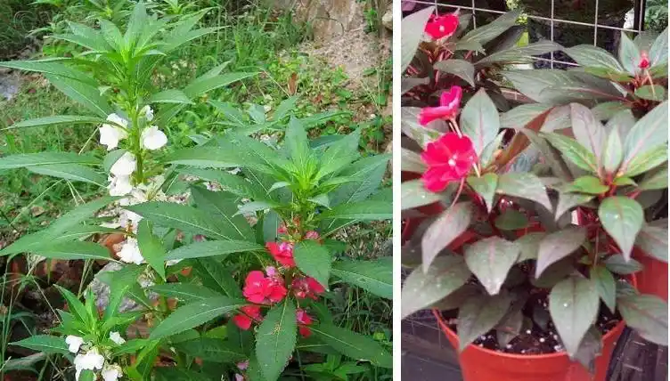 1,凤仙花开花要及时给摘心,一般是在5月花期要对它进行等涨到2030厘米