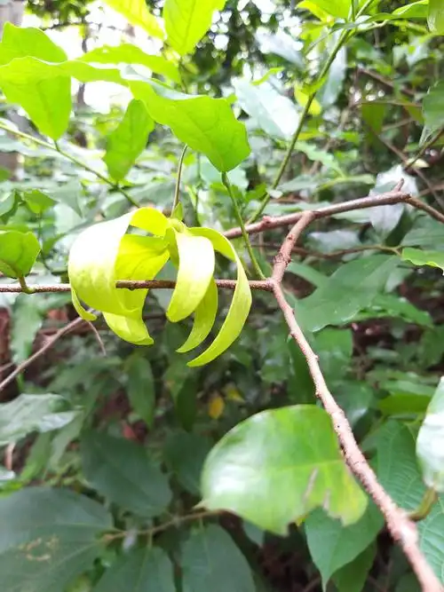鹰爪花 写美篇《五绝 · 鹰爪花》      舞爪不张牙,       攀枝挂树