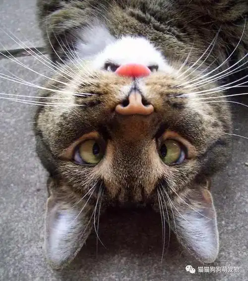 看完这些对眼儿的喵星人,感觉自己也对眼儿了