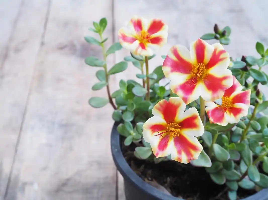 长寿花的功效与作用 长寿花,又名落地生根,是一种常见的观赏植物.