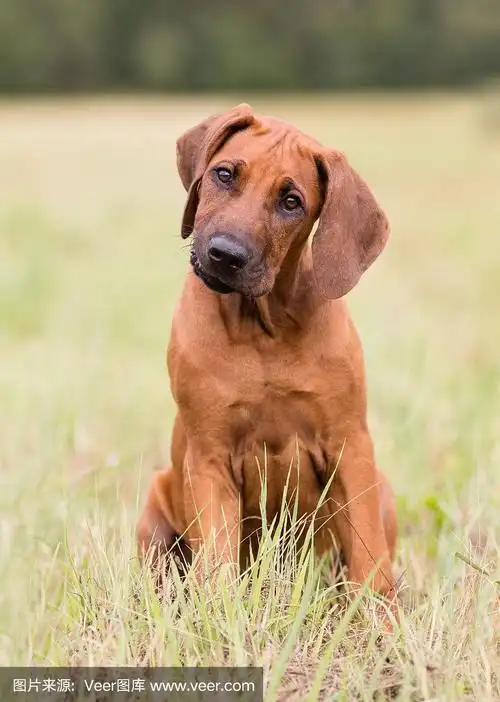 罗得西亚脊背犬小狗