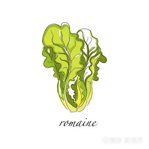 生菜新鲜烹调植物, 绿色调味烹调草本手画的媒介例证在白色背景上