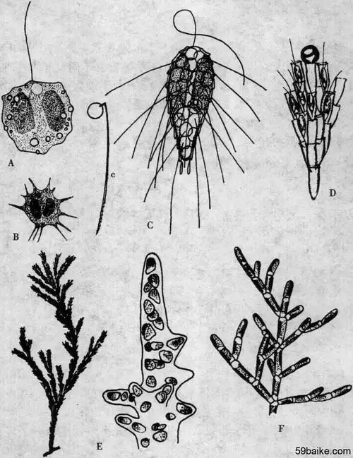 一,金胞藻目chrysomonadales