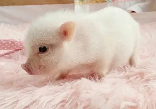 可爱小香猪图片_迷你呆萌猪年宝宝