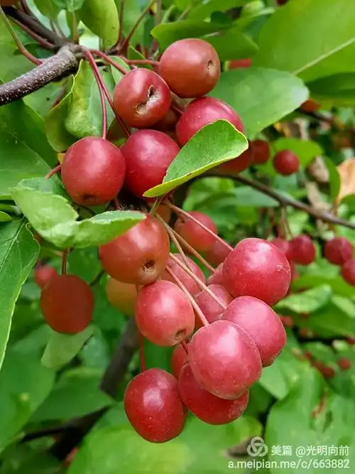 春华已秋实 海棠果正红---海棠花果五十图