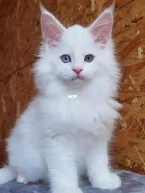 稀有纯白异瞳缅因男孩