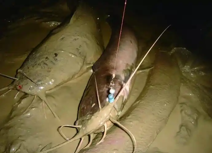 埃及胡子鲶,原产于非洲,上个世纪80年代被引进我国,和我国的鲶鱼长得