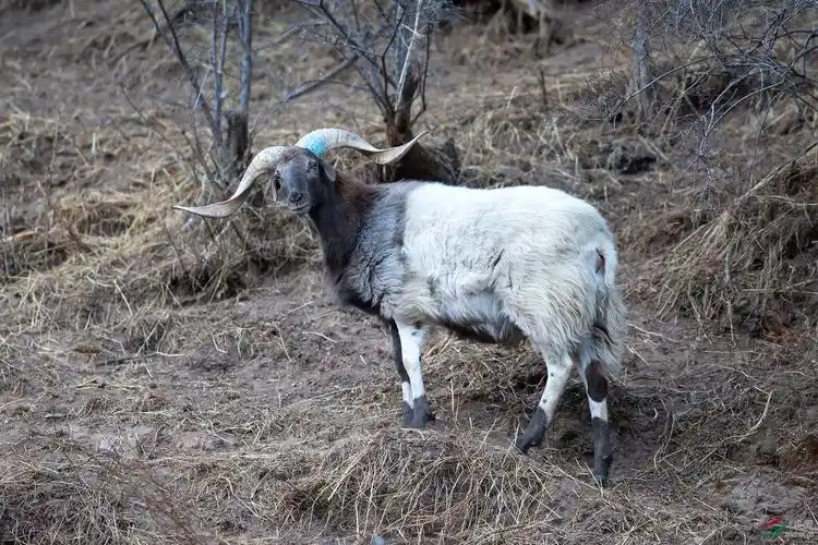 高原长角山羊