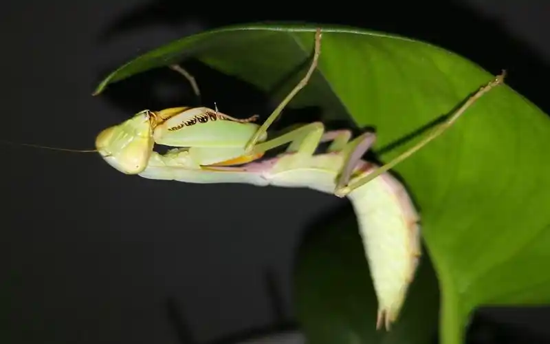 雌性亮斧螳螂末龄攻击成年雄性杜比亚蟑螂激烈打斗