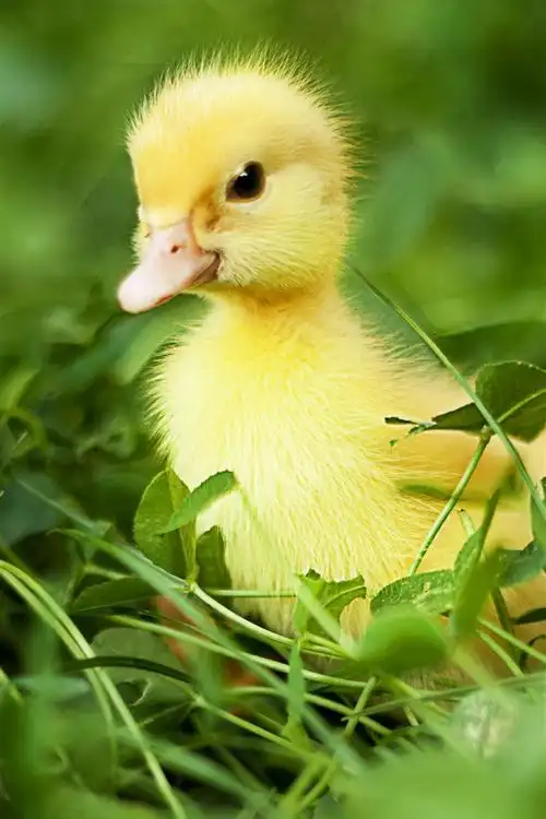 壁纸 可爱的小鸭,绿叶 2880x1800 hd 高清壁纸, 图片, 照片