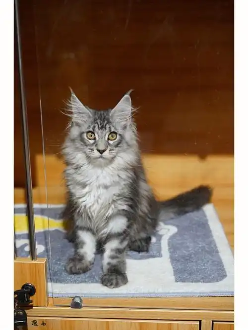 有没有喜欢缅因猫幼猫颜色银虎斑