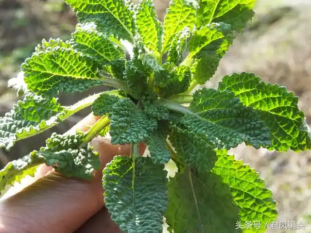 毛苦菜,大塔花,山茴香,癫子草,癫疙宝草,癫肚子苗,水羊耳,天明精,癞客