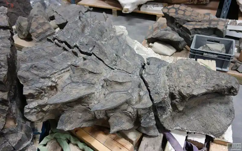 最完整甲龙化石出土 加拿大博物馆展出