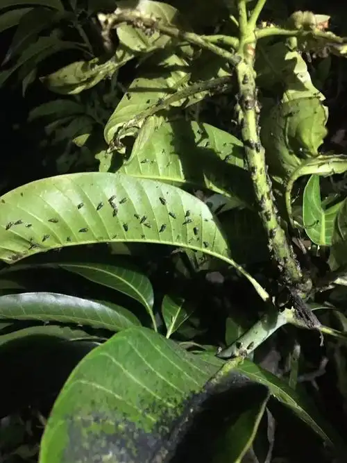 坚持***种植,三亚崖城芙蓉岭不施***的芒果地,叶蝉不是一般的多