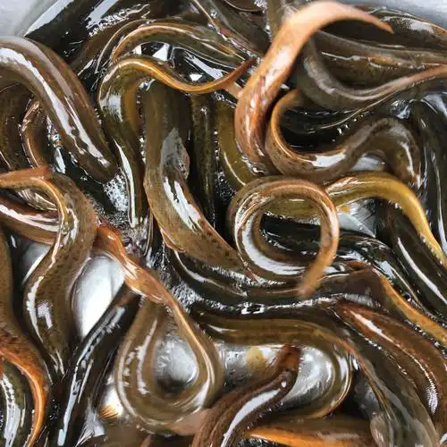 大菜园 泥鳅 新鲜泥鳅 淡水泥鳅 活泥鳅 发货 顺丰 ,1.5kg【3斤】