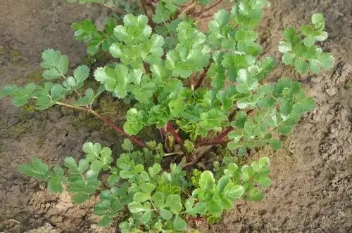 人在旅途山东莱阳北沙参种植基地