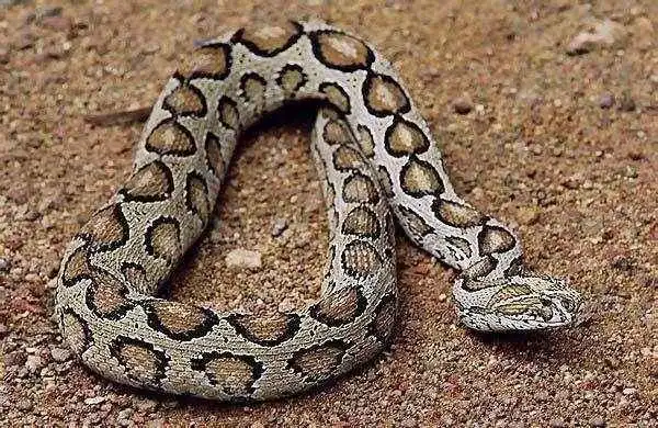 中国十大毒蛇第一名(细说我国十大最毒的蛇排行榜) - 最读网