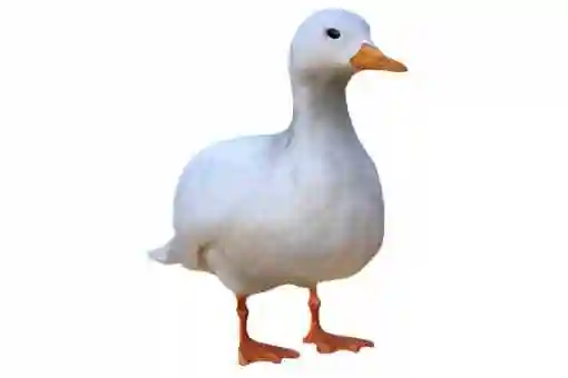 柯尔鸭寿命具体多久?会飞吗?会不会随地大小便?_智慧百科大全