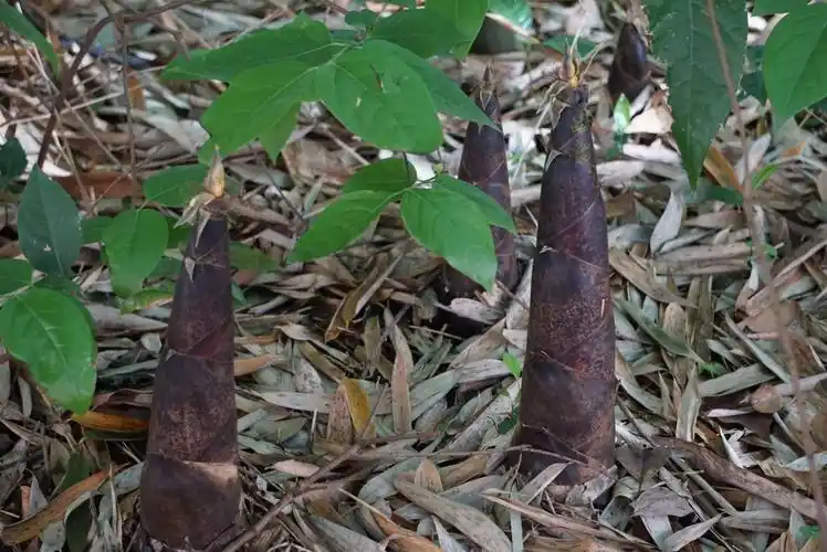 至诚楼的楠竹笋迅速茂盛地生长