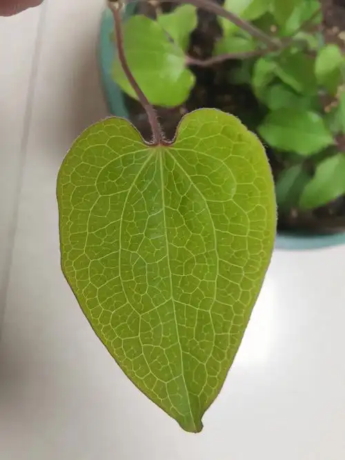 不知道小伙伴的你们有没有仔细观察铁线莲的叶子,,感觉它的叶子好神奇