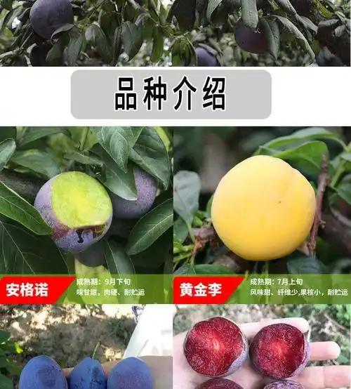 美人醉李子树苗南方北方种植盆栽地栽果树嫁接蜂糖李子苗当年结果3年