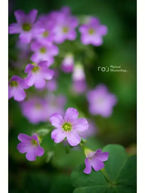 小花繁多烂漫可爱的红花酢浆草
